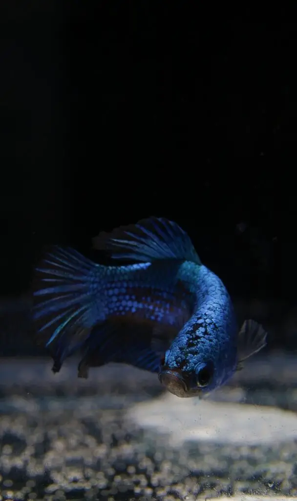 fish, betta fish, blue fish
